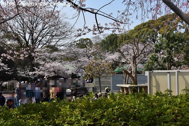 ２０１９年４月　王子動物園　その１　お花見_a0052986_732284.jpg