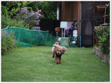 b0175688_20144220.gif