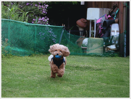 b0175688_20145011.gif