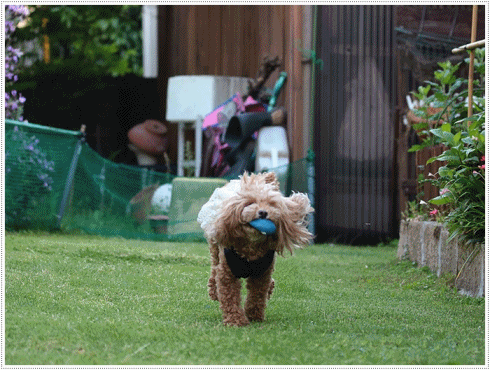 b0175688_20145686.gif