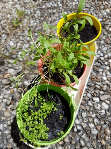 ハーブ植え替えと水のこと 子どもと一緒に フランス生活