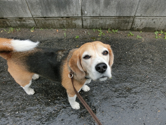 a0319693_726010.jpg