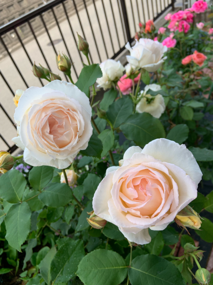 薫乃 19 05 15 春 ナナと庭の薔薇
