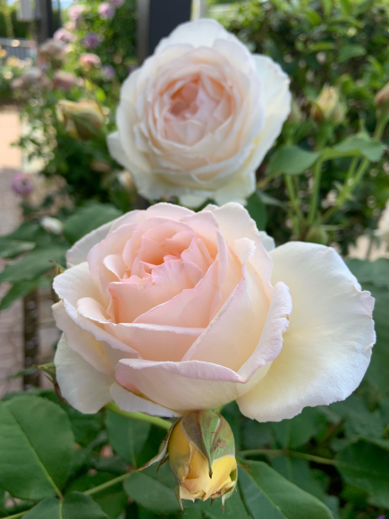 薫乃 19 05 15 春 ナナと庭の薔薇