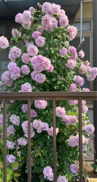 薫乃 19 05 15 春 ナナと庭の薔薇