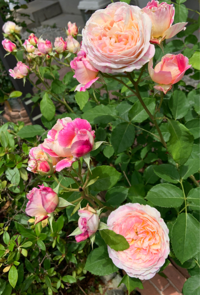 薫乃 19 05 15 春 ナナと庭の薔薇