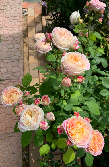 薫乃 19 05 15 春 ナナと庭の薔薇
