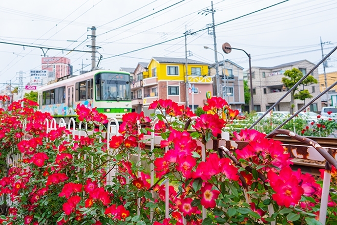 都電荒川線沿線のバラ_b0145398_23264287.jpg