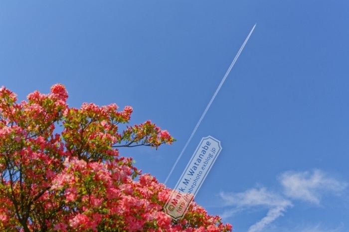 大津町ツツジ園-3_e0135098_21144142.jpg