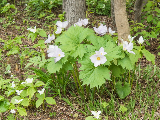 白い花咲く「六花の森」・・オオバナノエンレイソウが満開!_f0276498_16550587.jpg