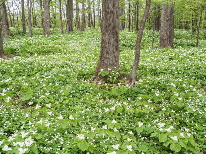 白い花咲く「六花の森」・・オオバナノエンレイソウが満開!_f0276498_17160235.jpg
