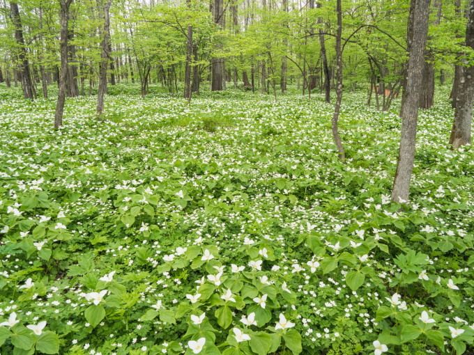 白い花咲く「六花の森」・・オオバナノエンレイソウが満開!_f0276498_17175248.jpg