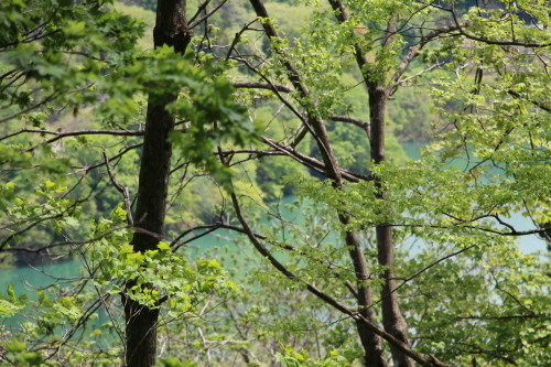 若葉を鶯の鳴く声を狩りに白川ダム湖畔へ・３_c0075701_06590374.jpg