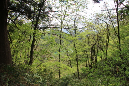 若葉を鶯の鳴く声を狩りに白川ダム湖畔へ・３_c0075701_06590764.jpg