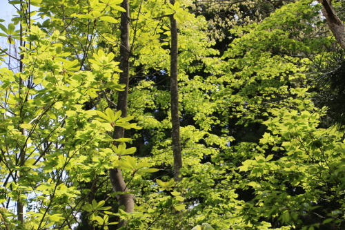 若葉を鶯の鳴く声を狩りに白川ダム湖畔へ・３_c0075701_06591384.jpg