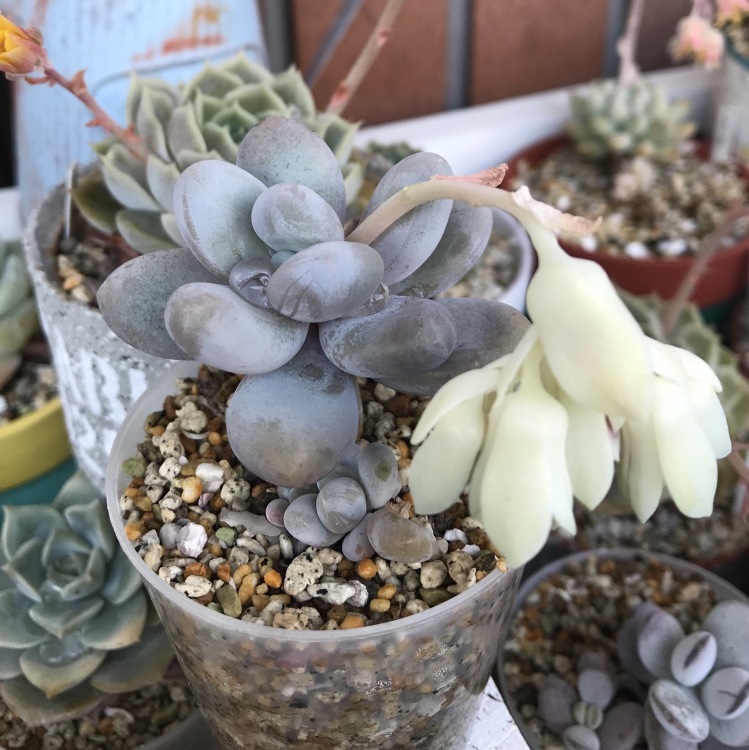 赤いダニ大量発生s Miiの多肉植物