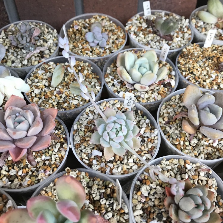 赤いダニ大量発生s Miiの多肉植物