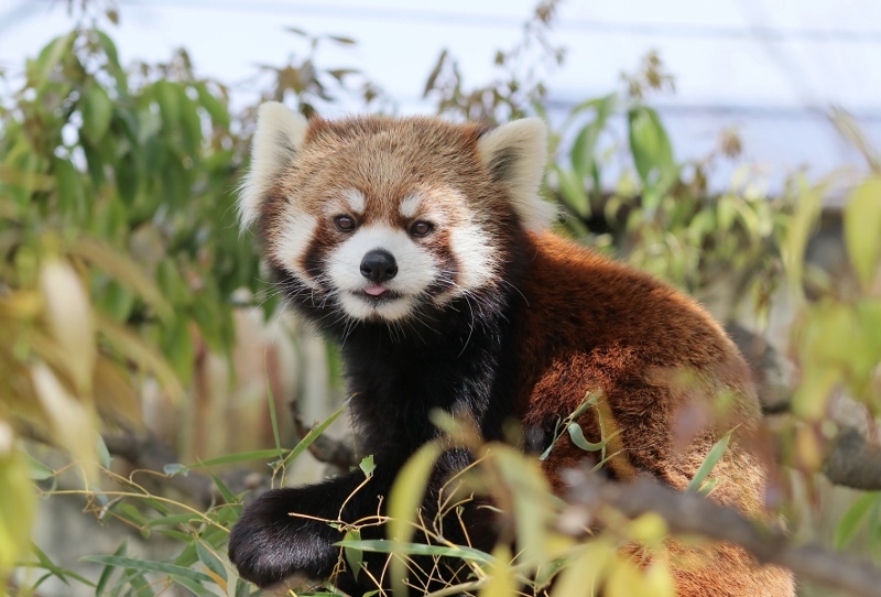 【レッサーパンダ】【2点まとめ】 遊亀公園附属動物園のレッサーパンダ クゥとホクト、安らかに
