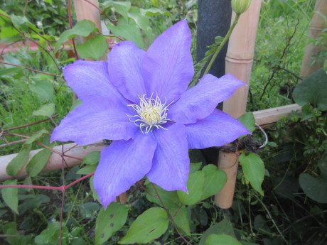 薪割り機直る。続・花たち。_a0203003_21361333.jpg