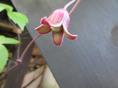 薪割り機直る。続・花たち。_a0203003_21564283.jpg