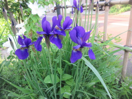 薪割り機直る。続・花たち。_a0203003_22021369.jpg