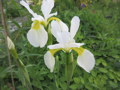 薪割り機直る。続・花たち。_a0203003_22023593.jpg