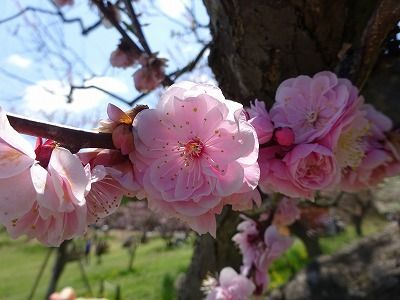 梅公園と八重桜　♪♪_f0328313_09364153.jpg