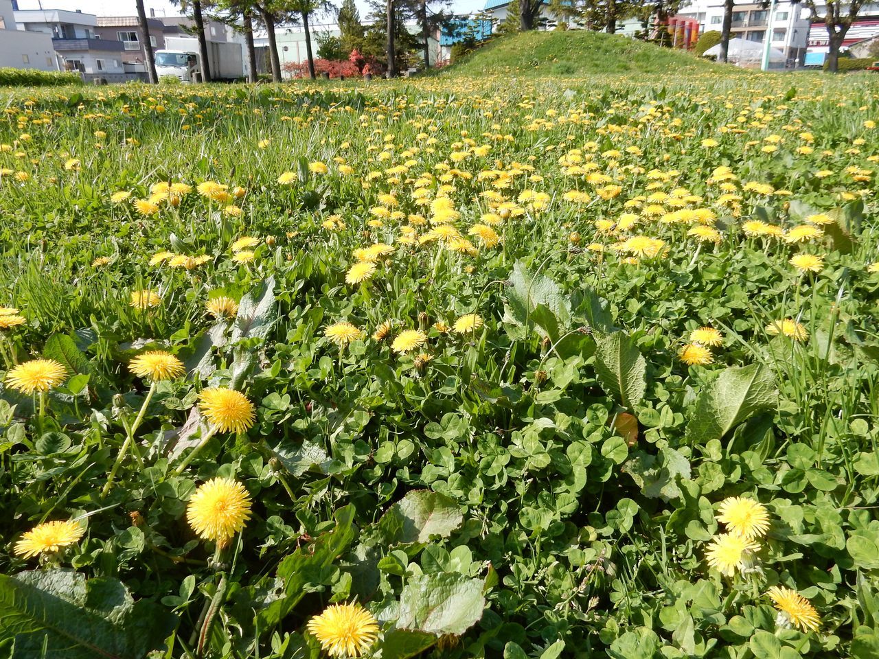 昨日は20℃に届かなかったのに今日は24.8℃の暑さ_c0025115_22294652.jpg