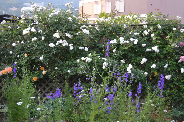d0096422_22395975.jpg