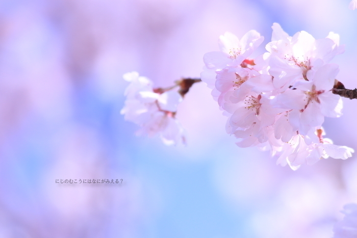 【ブログテーマ】「春本番！お気に入り桜ショット2019」①_f0357923_03051563.jpg