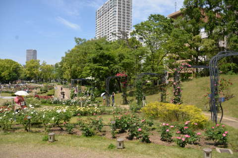 ふたつのバラ園　「中之島公園」＆「ウツボ公園」_e0335926_19490696.jpg