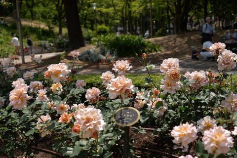 ふたつのバラ園　「中之島公園」＆「ウツボ公園」_e0335926_22031657.jpg