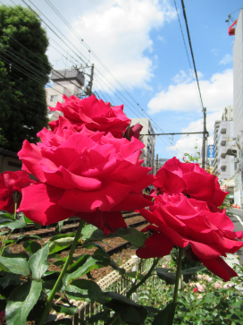 a0135029_20571716.png