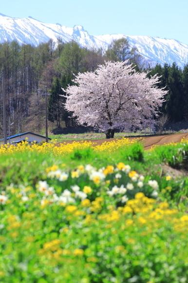 2019 東北撮影遠征-岩手・小岩井-_c0201929_08025495.jpg