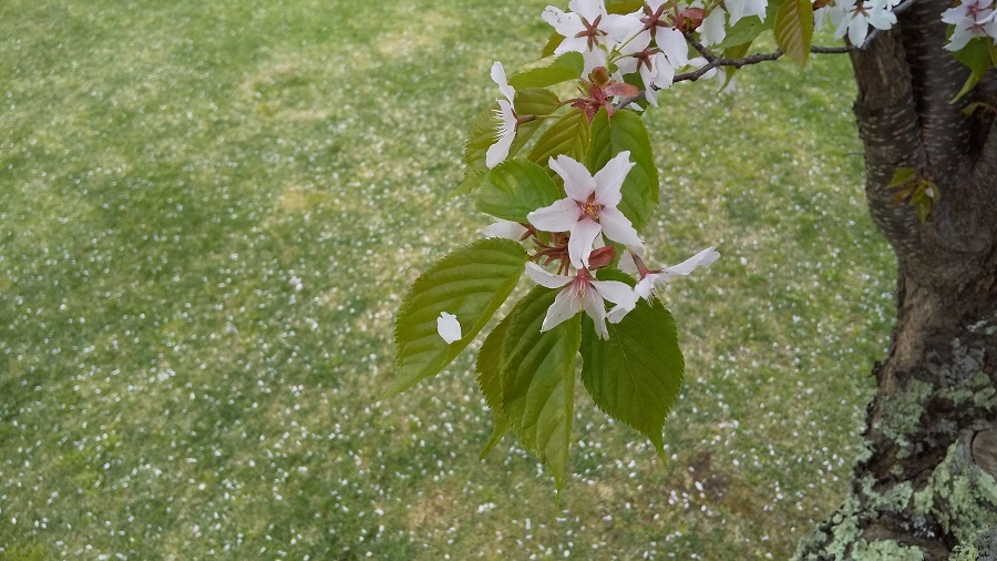 名水ふれあい公園　５月_d0382932_05413281.jpg