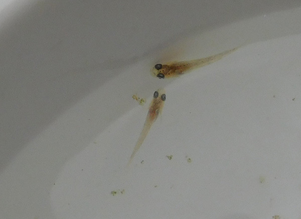 わぁお 針子の中に今年もアルビノ だって おばちゃんだもん わぁお 針子の中に今年もアルビノ だって おばちゃんだもん