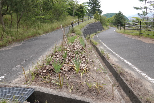 落ち葉処理完遂 エコなムジーク