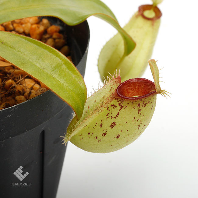 New arrival plants | 新掲載植物 ネペンテス新交配品種などを掲載致しました。_d0376039_12085240.jpg