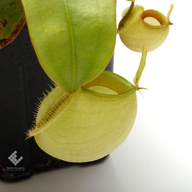New arrival plants | 新掲載植物 ネペンテス新交配品種などを掲載致しました。_d0376039_12092512.jpg