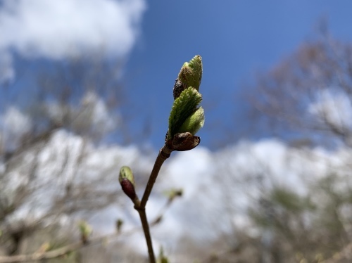 5月の八ヶ岳高原ロッジ_b0330040_16420368.jpeg