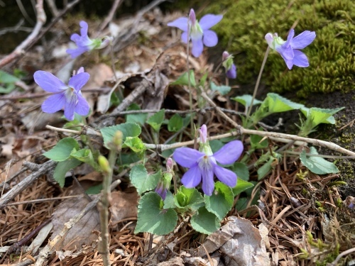 5月の八ヶ岳高原ロッジ_b0330040_22104106.jpeg