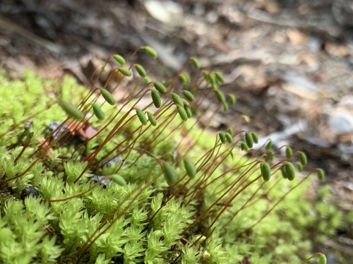 b0330040_22241917.jpeg
