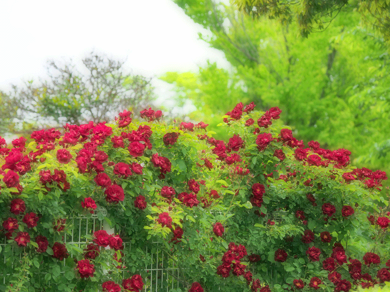 d0290240_14504230.gif