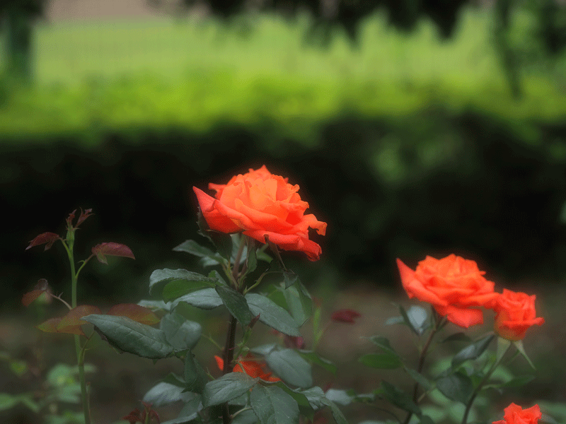 d0290240_14513706.gif