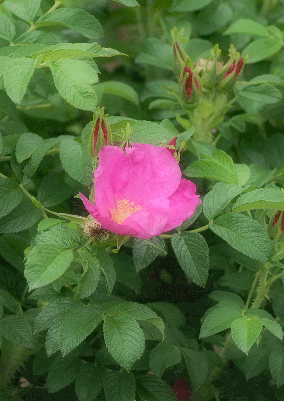 d0290240_14514905.gif