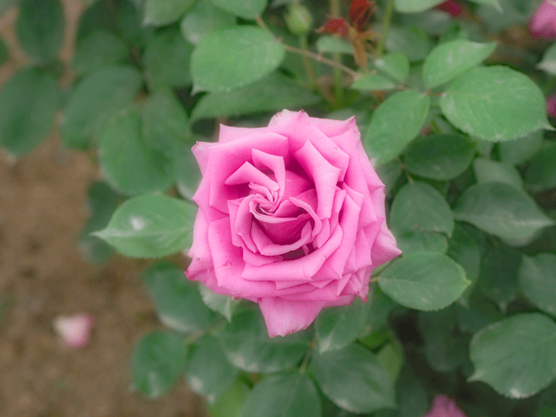 d0290240_14515928.gif