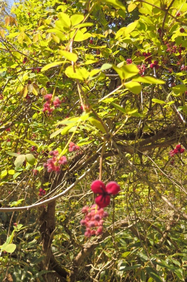 c0093046_19082440.jpg