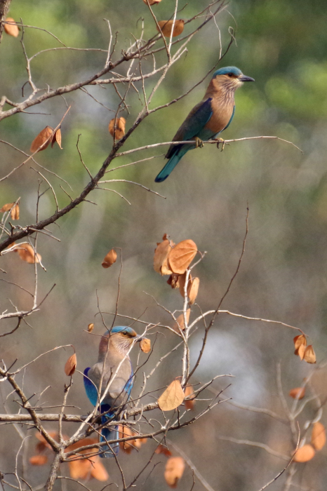 ネパールの鳥（第4部） : 還暦からのネイチャーフォト