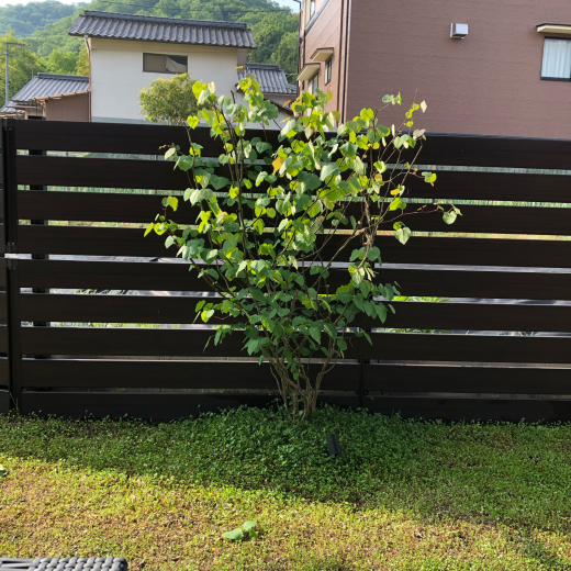 庭のマルバノキ 樹高2.3メートル_e0074251_08034901.jpg