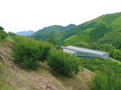 山あいの南高梅(青梅・完熟梅)令和元年の予約受付を明日(5/17)スタート!数量限定!早い者勝ちです!_a0254656_17284166.jpg